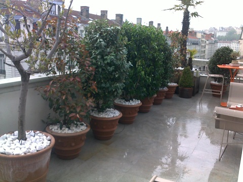 terrasse arboree